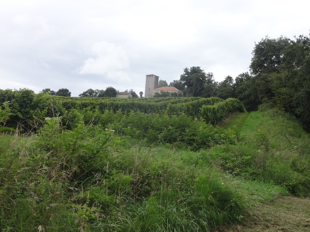 2014-08-14 (Lamothe-Eauze)-04