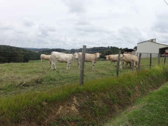2014-08-19 (pelouse-Arzacq)-04