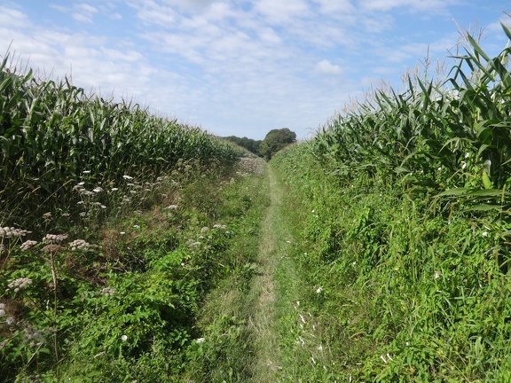 2014-08-21 (Pomps-Arthez)-01