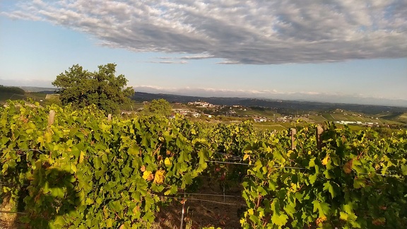 2022-09-17-Neive-Canelli-2