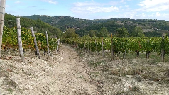 2022-09-19-Montabone-AcquiTerme-25