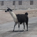 2018-10-19-Bolivie (Uyuni)-66