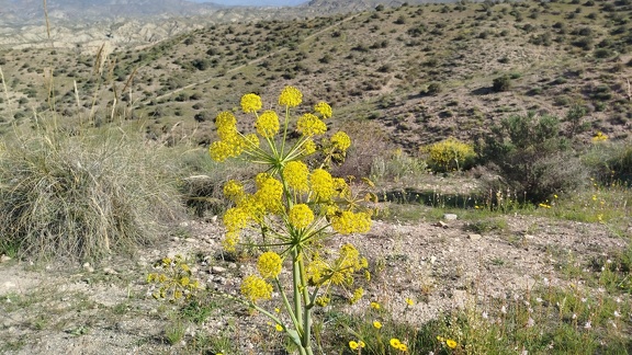 2025-04-09-SantaFe-Alboloduy- (37)