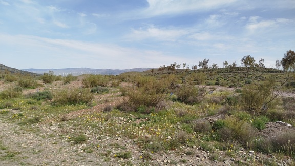 2025-04-10-Alboloduy-Nacimiento (19)