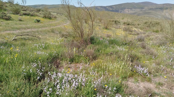 2025-04-10-Alboloduy-Nacimiento (21)