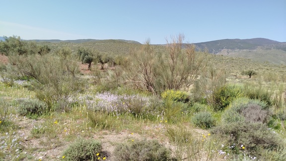 2025-04-10-Alboloduy-Nacimiento (29)
