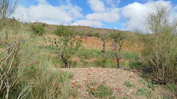 2025-04-15-Cogollos-Guadix (12)