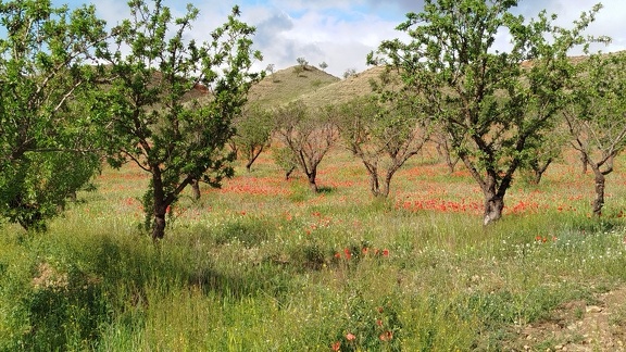 2025-04-15-Cogollos-Guadix (14)